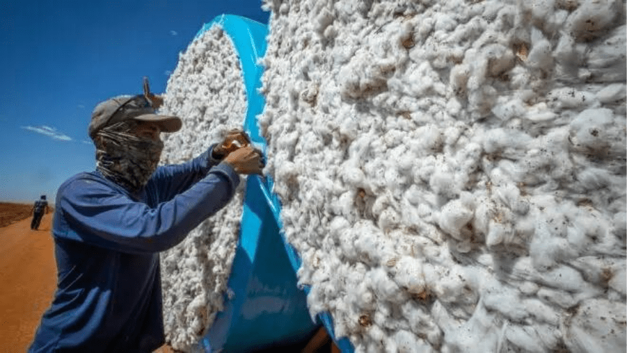 Trabalhador do agro manuseia fardos de algodão colhido sob céu aberto.